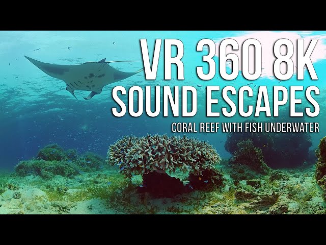 Coral Reef with Fish Underwater VR 360 8K