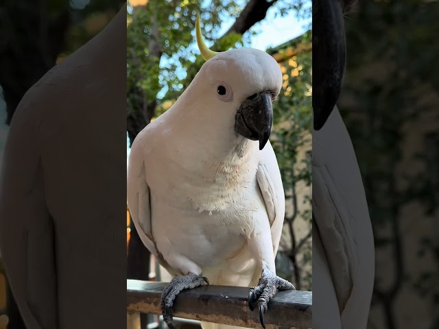 Happy Munching: Adorable Cockatoos Snack Time! 😋 #shorts #birdlove #Cockatoo #CuteAnimals #wildbird