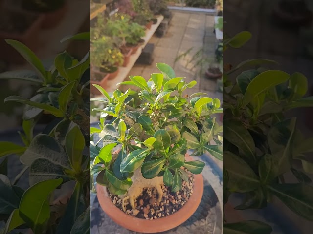 Adenium-desert rose update after shortening the branches