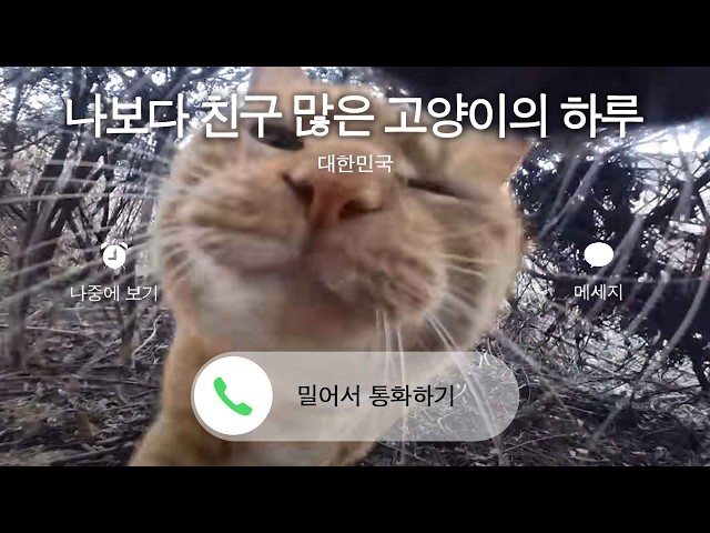 목에 카메라를 달고 나간 고양이가 찍어온 충격적인 영상 공개! (feat.으으냥)