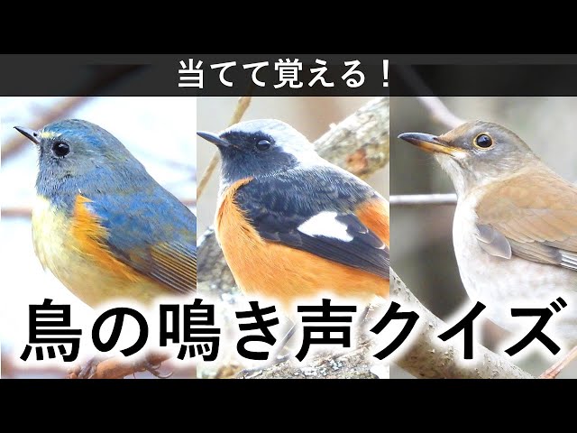 ３択！鳥の鳴き声クイズ / 秋・冬の鳥編