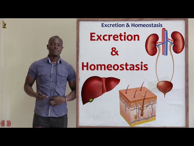 19. Excretion and Homeostasis; Definition of Terms Biology Form 2