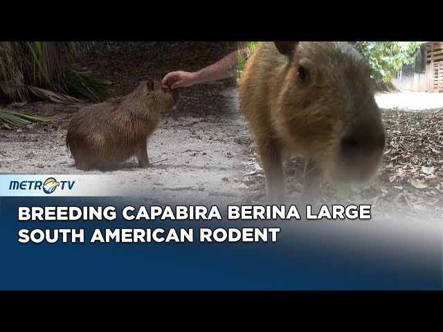 Breeding Capabira Berina Large South American Rodent