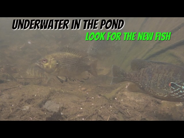 Underwater pond video - Watch for the new fish #pond #underwater #Fish