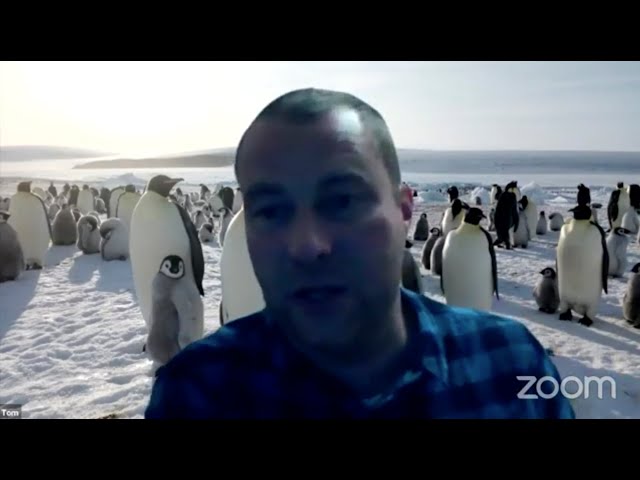 A Guide's Guide to Penguin Conservation and Behaviour with Dr. Tom Hart | Guides Inside