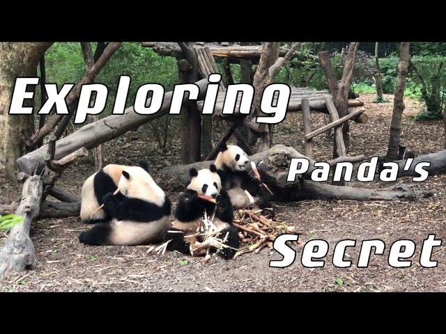 Exploring Panda's Secret