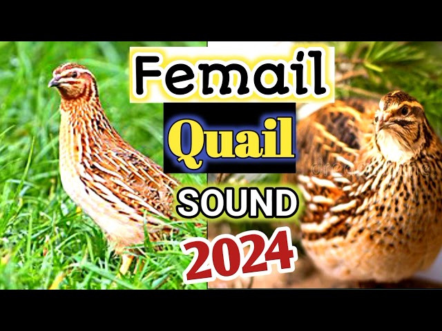 female Quail sound 2024 | Awaz Batair 2024 | Quail Batair ki Awaz 2024
