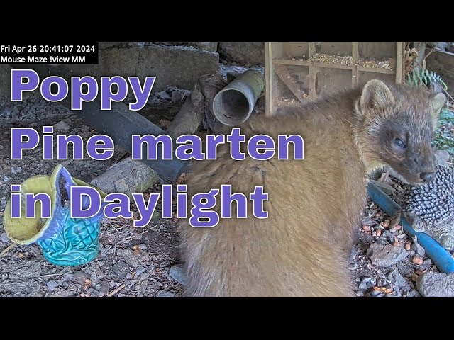 Beautiful Early View of Poppy the Pine marten's Rich Brown Fur and Cream Bib in Daylight