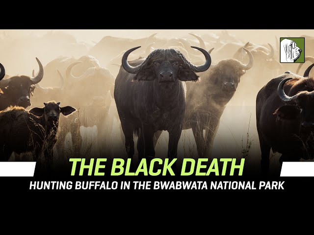 The Black Death - Hunting Buffalo in the Bwabwata National Park/Namibia