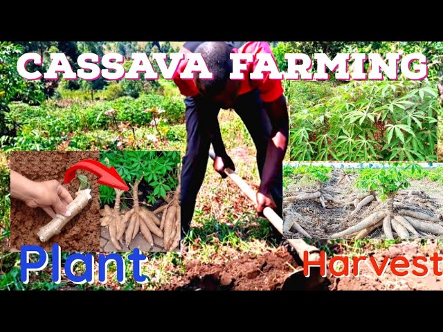 How to Cultivate and Harvest Cassava tubes | @NoalFarm2020 | #farming | #how.