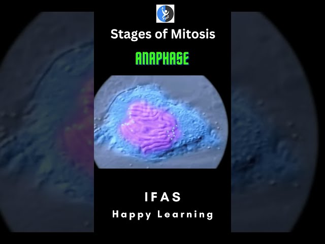 Mitosis - Real Time | Microscopy I IFAS I Cell Biology