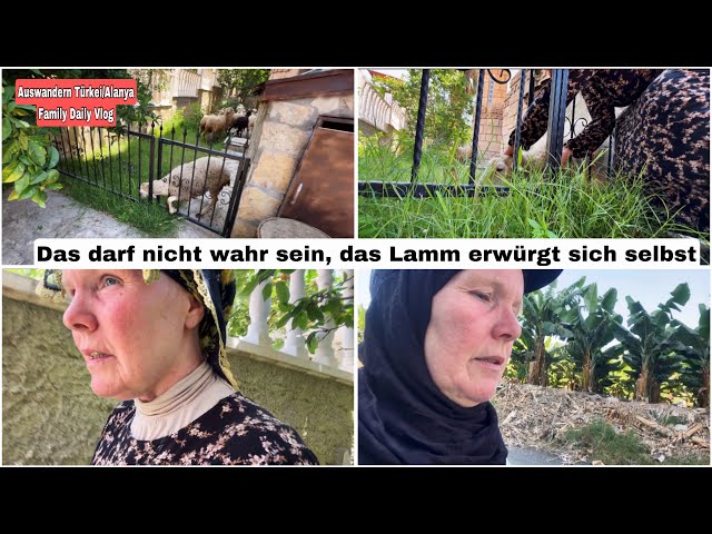 Mein Lamm erwürgt sich am Gartenzaun | Auswandern Türkei Vlog 20. Juni 2024