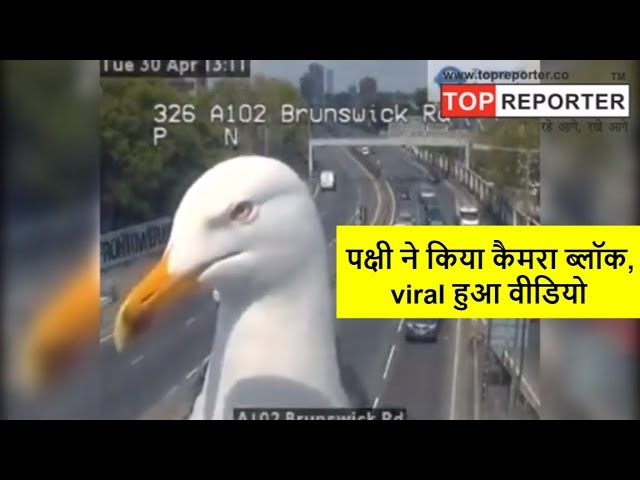 Seagulls Block Traffic Camera, Become Internet Sensation || Topreporter news