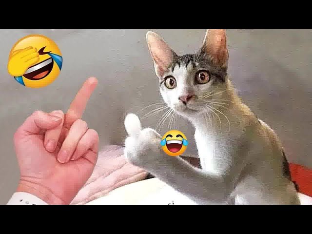YOU LAUGH YOU LOSE😹🐕Best Funny Animals Video 2024😻🐶