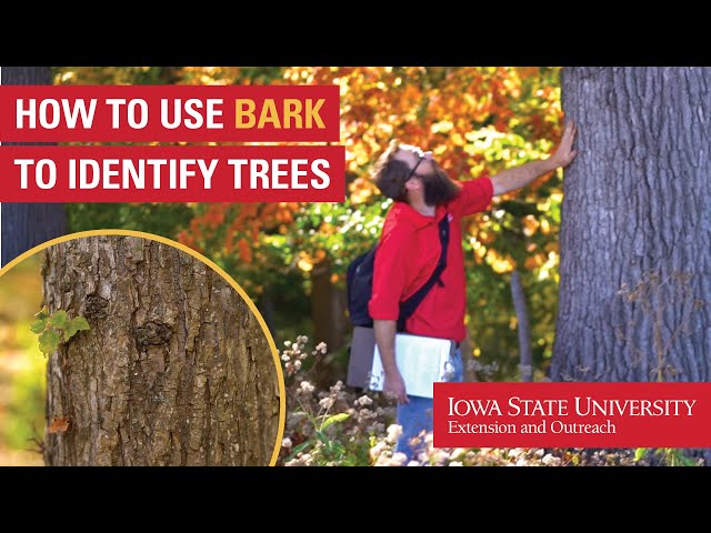 How to Use Bark to Identify Trees