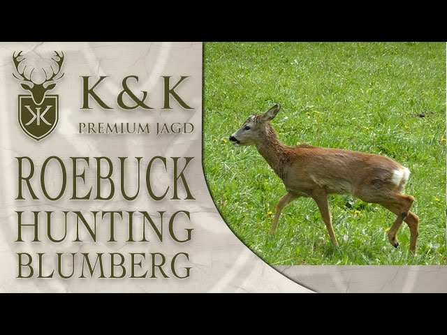 Drueckjagd: German Roebuck Hunting