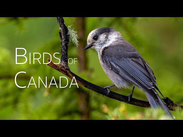 Birding Adventure in Central Canada: A Short Expedition | Birds of Canada