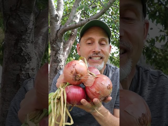 Growing Onions from seed to harvest is so satisfying