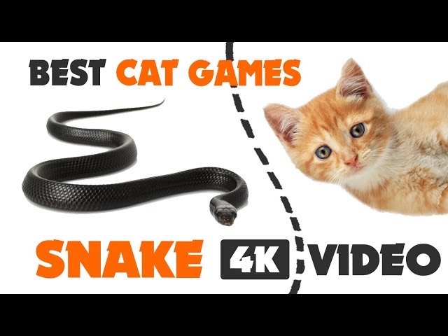 CAT GAMES hunt SNAKE ON SCREEN - video for cats 1 HOUR 4K video
