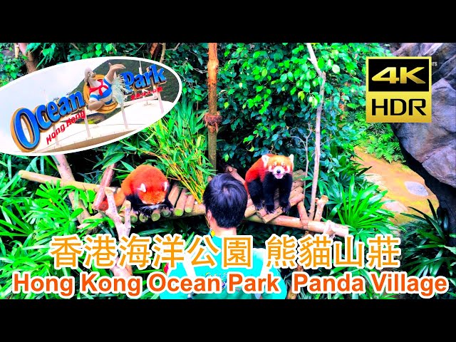 香港海洋公園🇭🇰熊貓山莊 Hong Kong Ocean Park Panda Village