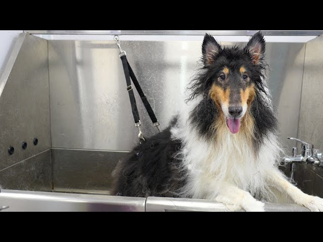 This is one "Rough" Collie | Senior Dog Transformation