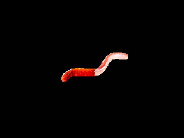 this is a worm