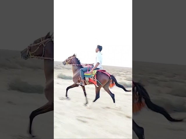 SINDHI HORSE YUVRAJ OWNER  RAJESH AHIR  JOCKEY DHULA BHAI AHIR  VEKRIYA RES PRACTICE