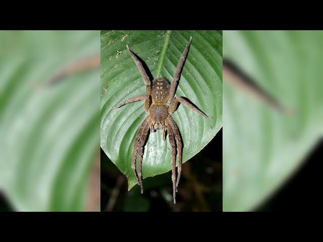 The Most Dangerous Spiders in the World
