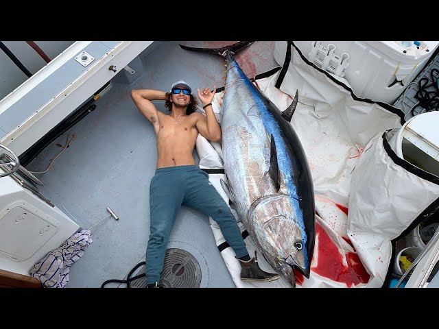 Worlds MOST EXPENSIVE Fish... 600 POUND Bluefin Tuna! (Commercial Fishing)