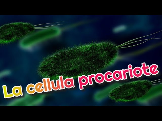 La cellula procariote 🦠
