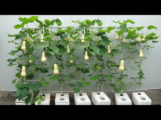 Special method to grow butternut squash on the terrace for many fruits