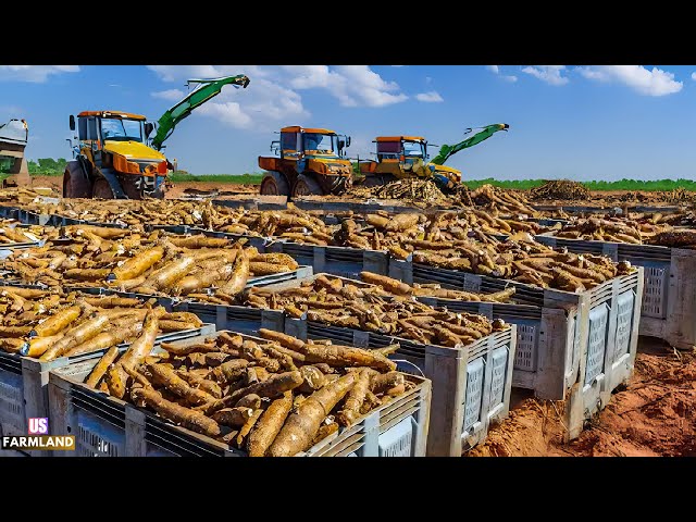 Cassava Farming, Harvesting and Processing: Cassava Cultivation and Picking this way