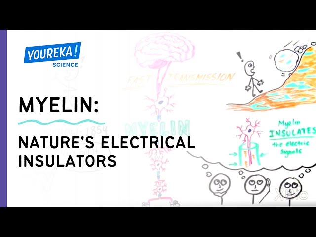 Myelin - Nature's Electrical Insulators