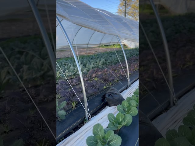 Kale tunnel is growing well!