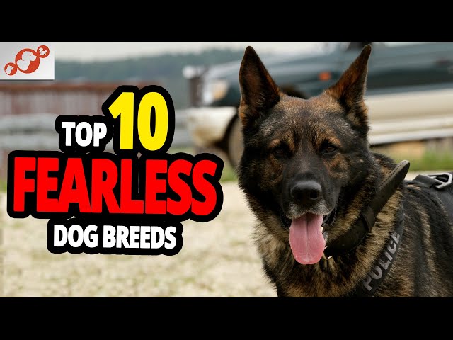 🐕 Fearless Dogs - TOP 10 Dog Breeds Not Afraid of Anyone!