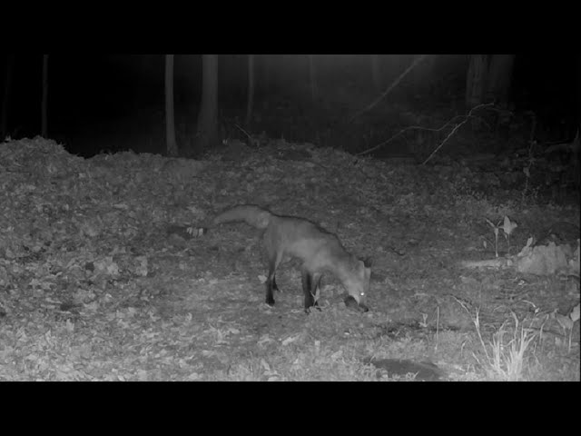 Various Trail Cam Captures II