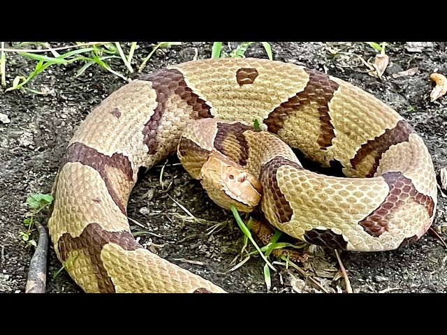 Catch n’ Cook DEADLY Copperhead Snake! (CRISPY)