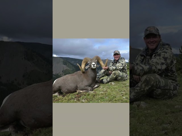 My #7 sheep of the #ovis30 a Rocky Mountain Bighorn.