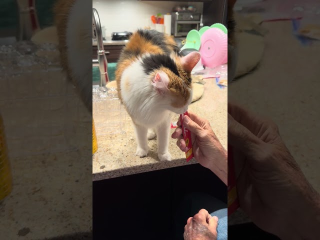 Kitten snack time