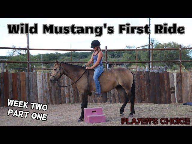 Wild Horse's First Rider (Week Two Part One)//Player's Choice Mustang Makeover 2020