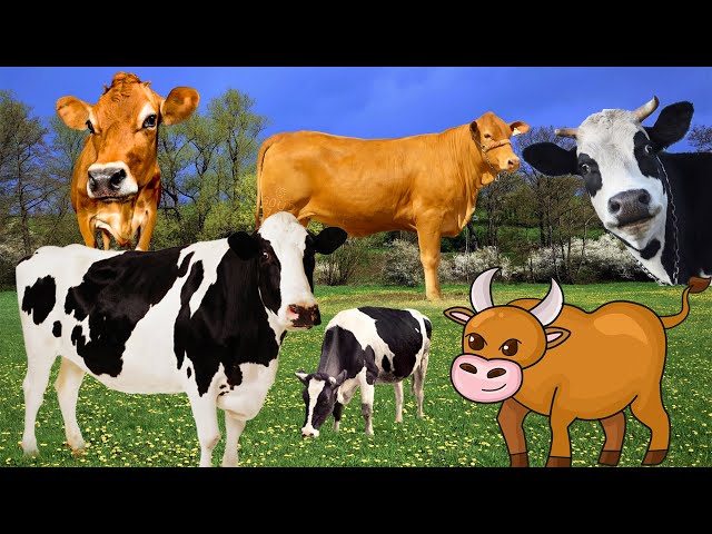 Cow sounds - learn about cows - farm animal sounds - Part 8