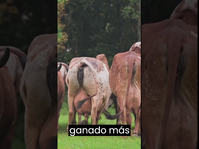 🔴 Vacas Lecheras GYR ✅