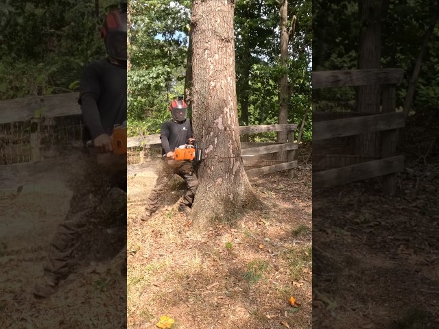 Dropping A Dead Red Oak Stick With A STIHL MS 661 #treelife #arborist #treework #notchemandwatchem