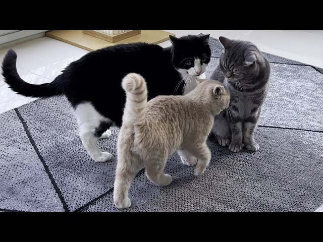 Cat Gives Kitten Some Tough Love