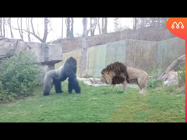 LEÃO vs GORILA: QUEM GANHA ESSA LUTA? Lion vs Gorilla
