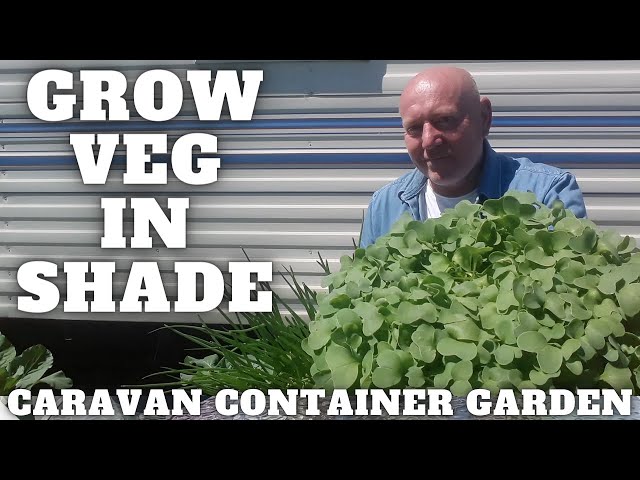 Grow Shade Loving Vegetables In The Caravan Container Garden