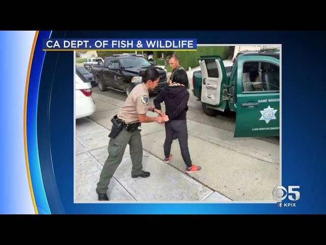 California Game Wardens Arrest 4 For Poaching Abalone