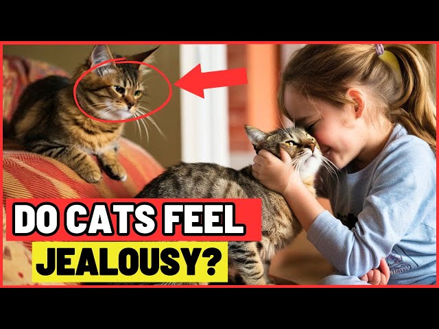 IF YOUR CAT DOES THIS, IT'S JEALOUS! (NEVER IGNORE)