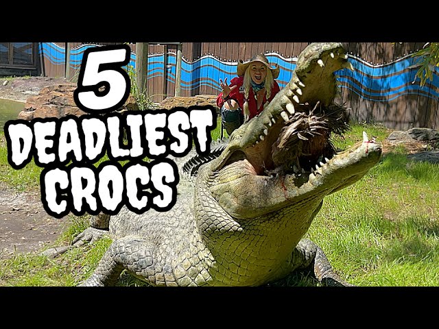 Top 5 Deadliest Crocodiles!!