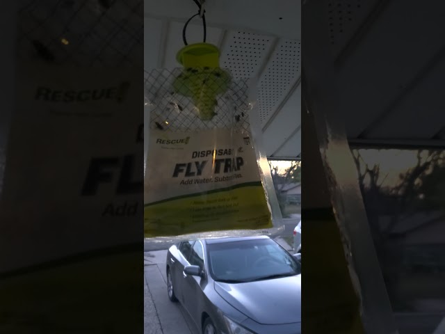 best fly trap ever